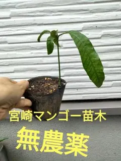 宮崎マンゴー 苗木 無農薬 ポットのま ま発送 マンゴー苗木 マンゴー苗