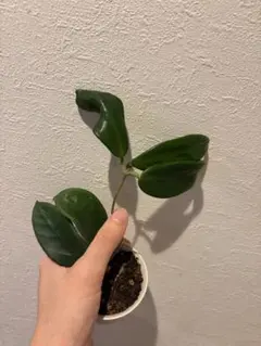 訳ありセールレア　ホヤ　ヴァンヴィエン hoya vangviengiensis