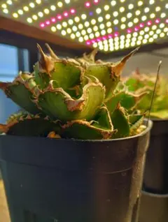 2026年最新】アガベ星空の人気アイテム - メルカリ