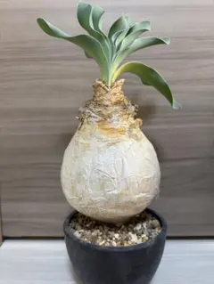 2026年最新】ハエマンソイデスの人気アイテム - メルカリ