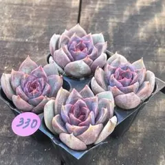 ほたる様 リクエスト 2点 まとめ商品