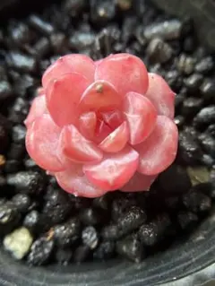 ジャスミン様 リクエスト 2点 まとめ商品