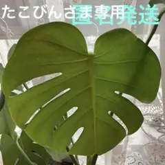 2026年最新】モンステラ 福助の人気アイテム - メルカリ