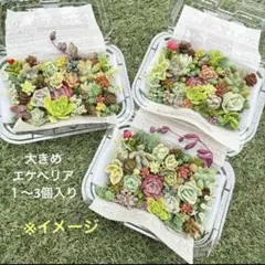 B101.多肉植物☆多肉弁当 20種類以上！エケベリア・セダム