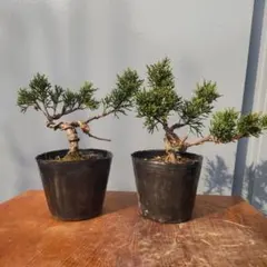 f f様 リクエスト 2点 まとめ商品