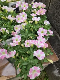 BabyBlue プロフ必読願います。様 リクエスト 2点 まとめ商品