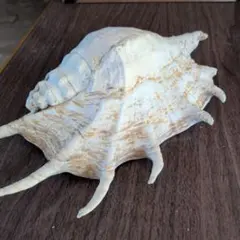 特大 レア 28センチ トウカムリガイ 貝殻 巻貝 インテリア海の宝 置物