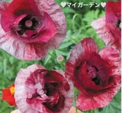 YU様 リクエスト 4点 まとめ商品