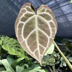 ゆう様 リクエスト 5点 まとめ商品