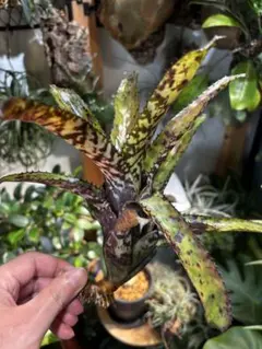 フリーセア ハワイモンス 抜き苗 - メルカリ