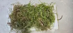 ゴジラな草！『ユーフォルビア・デカリー』育成簡単多肉植物 - メルカリ