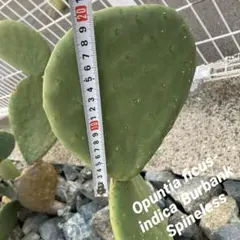 2025年最新】団扇サボテン（ウチワサボテン）バーバンクの人気アイテム