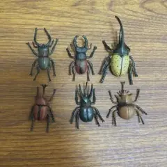 カブトムシ