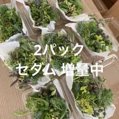 多肉植物　カット苗　2パック 希望あれば育て方送ります　セダム セット