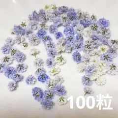 (01)かすみ草ドライフラワー100粒