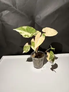 希少 アンスリウム 斑入り ハイブリッド - メルカリ