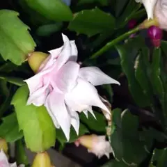 ノクトンさん様 リクエスト 3点 まとめ商品