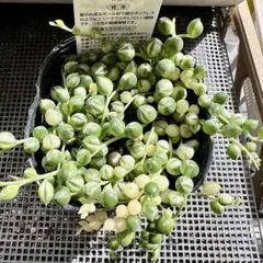 多肉植物♡斑入りグリーンネックレス 抜き苗