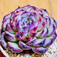 多肉植物❣️マンセル❣️韓国苗育成 抜き苗 f11のサムネイル