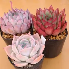 多肉植物　エケベリア3苗セットのサムネイル