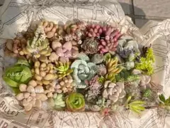 多肉植物　カット苗　ちまちま寄せ　詰め合わせ