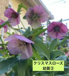 こ*う様 発送お任せ❣️□加藤農園□和風彩色 絞り 咲き分け