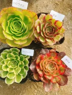 A17 多肉植物 アエオニウム 抜き苗 4種セット