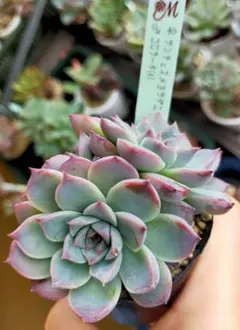 2025年最新】miya苗の人気アイテム - メルカリ