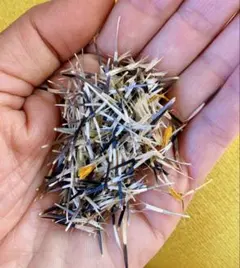 100とおまけ種マリーゴールド　フレンチ　カラーオレンジ