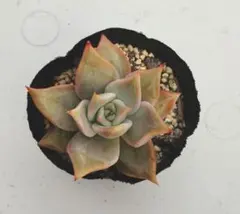 メルカリ便　ブラックマディバ錦　韓国苗 2025年最新】マディバ 多肉の人気アイテム - メルカリ