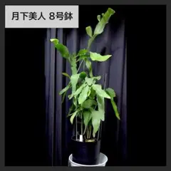 月下美人 8号鉢のサムネイル