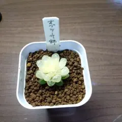 2025年最新】オブツーサ ハオルチア 錦の人気アイテム - メルカリ