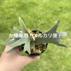 メルカリ便！水曜以降発送！P. willinckii ’Jenny’ 2129 メルカリ便！水曜以降発送！P. willinckii 'Jenny' 2129 - メルカリ