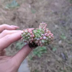 ウクレレ様 リクエスト 3点 まとめ商品