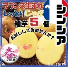 2026年最新】ノーザンルビー 種芋の人気アイテム - メルカリ