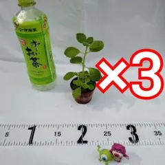 【No.7 新鮮なアロマティカスの苗 抜き苗 7cm 1本/3鉢】★ ハーブ
