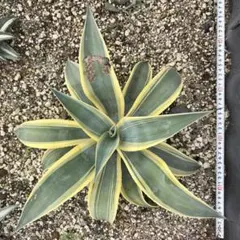 278 アガベ アメリカーナ 斑入り アオノリュウゼツラン 鮮黄斑 超希有