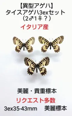 巨大な南米のテイオウハムシ【標本】 - メルカリ