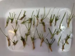 2026年最新】ソーシャルフェザーの人気アイテム - メルカリ