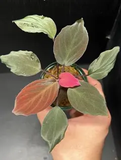 2026年最新】ホマロメナ ブラックの人気アイテム - メルカリ