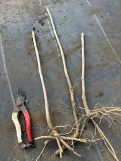 2026年最新】タラの木の人気アイテム - メルカリ ○希少 新品未開封