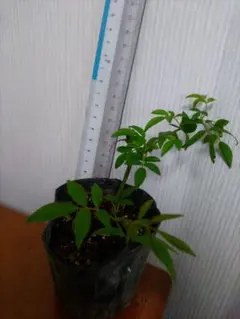 Kさま専用　モッコウバラ　２苗　①②