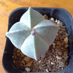 アストロフィツム ランポー玉 抜き苗 U