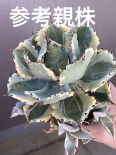 アガベ】 イシスメンシス 王妃甲蟹錦A 第四種郵便抜き苗発送 - メルカリ