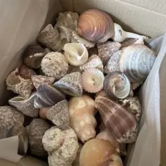 海の宝貝・・様専用ページ】カイオウイモ 貝殻標本 6個セット - メルカリ