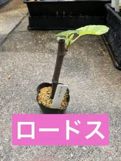 【1】イチジク　ロードス　挿し木苗　無農薬のサムネイル