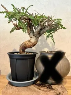 2025年最新】ボスウェリア ネグレクタの人気アイテム - メルカリ