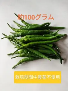 青唐辛子 【栽培期間中農薬不使用】おまけ 大葉のサムネイル