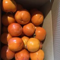 12月13日　採取　渋柿50個以上　総重量9キロ