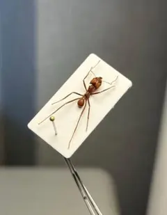 2026年最新】Tarantula Hawkの人気アイテム - メルカリ